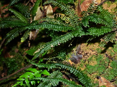 Trichomanes mougeotii