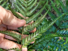 Lastreopsis marginans