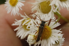 Stenopterus flavicornis