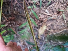 Lastreopsis marginans