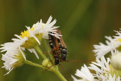 Stenopterus flavicornis