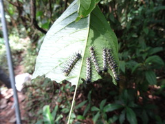 Eueides vibilia