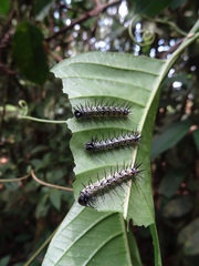Eueides vibilia