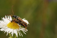Stenopterus flavicornis