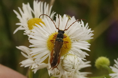 Stenopterus flavicornis