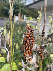 Oncopeltus fasciatus