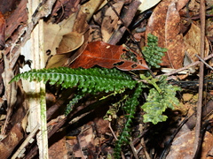 Trichomanes mougeotii
