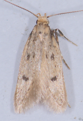 Carolana ascriptella