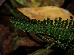 Trichomanes mougeotii
