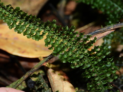 Trichomanes mougeotii