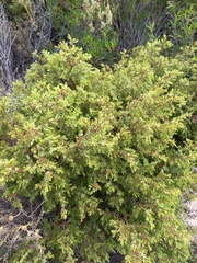 Juniperus navicularis