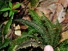 Trichomanes mougeotii