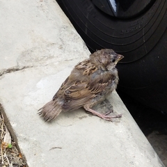 Passer domesticus