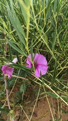 Ipomoea leptophylla