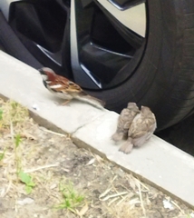 Passer domesticus