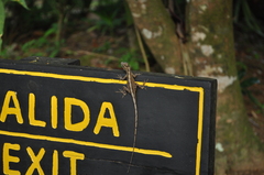Anolis limifrons