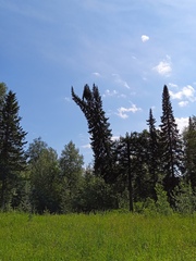 Abies sibirica