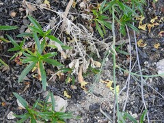 Lupinus hispanicus