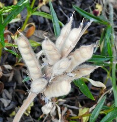 Lupinus hispanicus