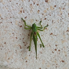Tettigonia caudata