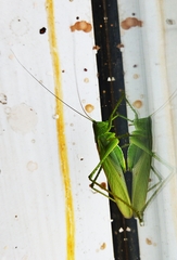 Tettigonia caudata