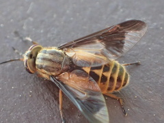 Chrysops striatus