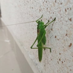 Tettigonia caudata