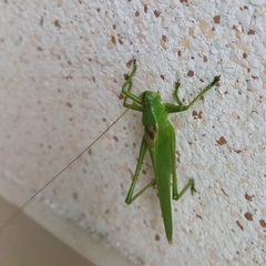 Tettigonia caudata