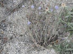 Jasione sessiliflora
