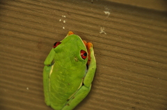 Agalychnis callidryas