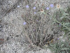 Jasione sessiliflora