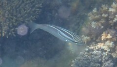 Scolopsis trilineata