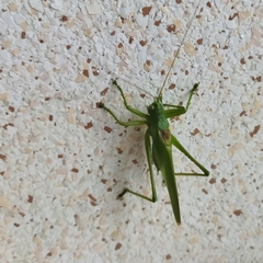 Tettigonia caudata