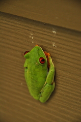 Agalychnis callidryas