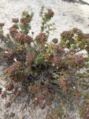 Thymus camphoratus
