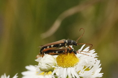 Stenopterus flavicornis