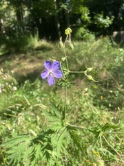 Geranium pratense