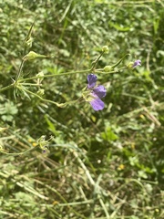Geranium pratense