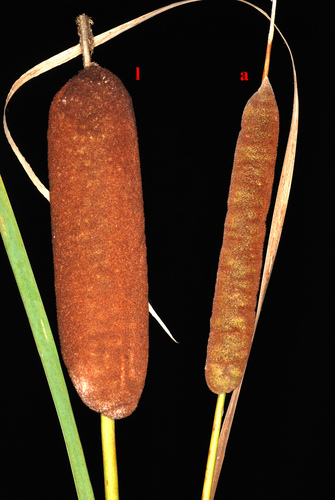 Cattail shoots