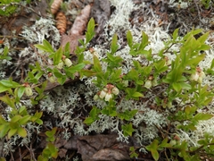 Vaccinium boreale