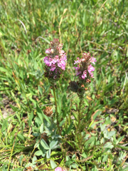 Pedicularis attollens