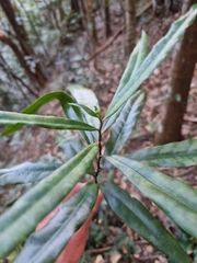 Eupomatia bennettii