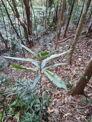 Eupomatia bennettii