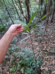 Eupomatia bennettii
