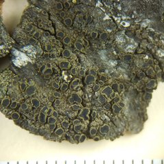 Rinodina