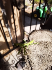 Stagmomantis carolina