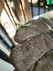 Stagmomantis carolina