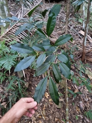 Anthocarapa nitidula