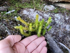Huperzia appressa