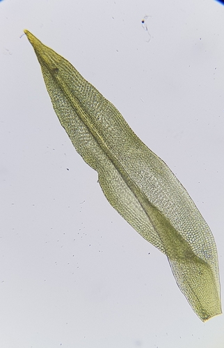 Image of Zygodon viridissimus by (c) Helen Waterman, some rights reserved (CC BY)
